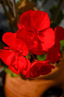 PelargoniumClose