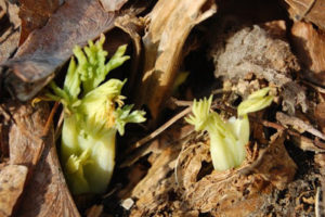 EmergingDicentra