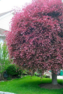 Tri Color Beech for Summer Color and Winter Bark