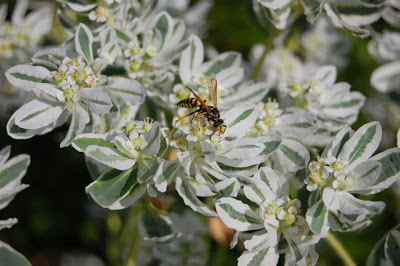 Is snow on the mountain sale poisonous to dogs