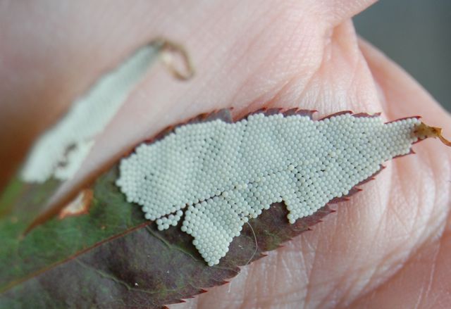 The Garden Detective: What's the White Fluff on My Serviceberry Tree?