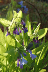 Native Mertensia is on the NANPS plant list