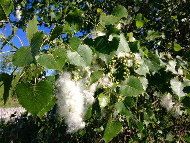 What is the White Fluff That Floats Thru the Air in Fall?