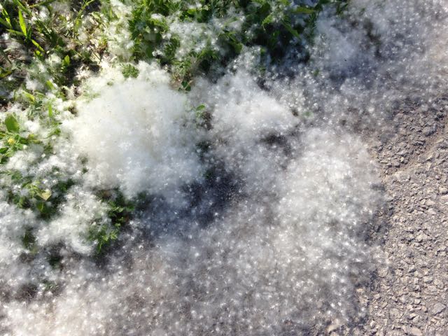 What the fluff? It's poplar cotton, and there's a lot this year